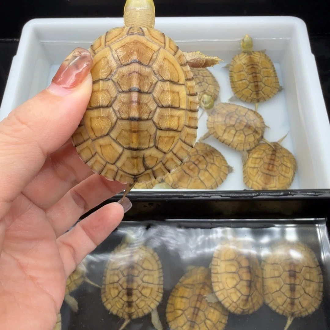 中华草龟母乌龟乌龟乌龟