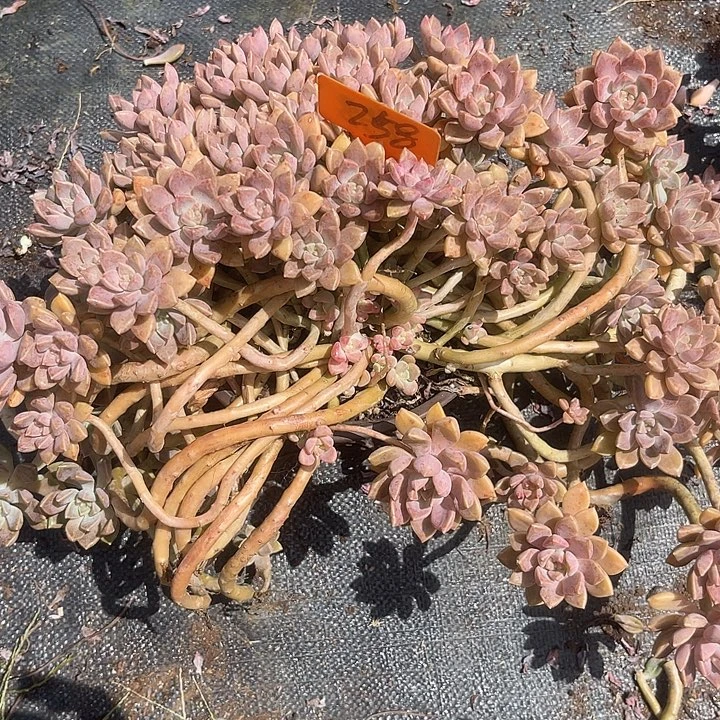 *****晨语多肉，一物一拍258