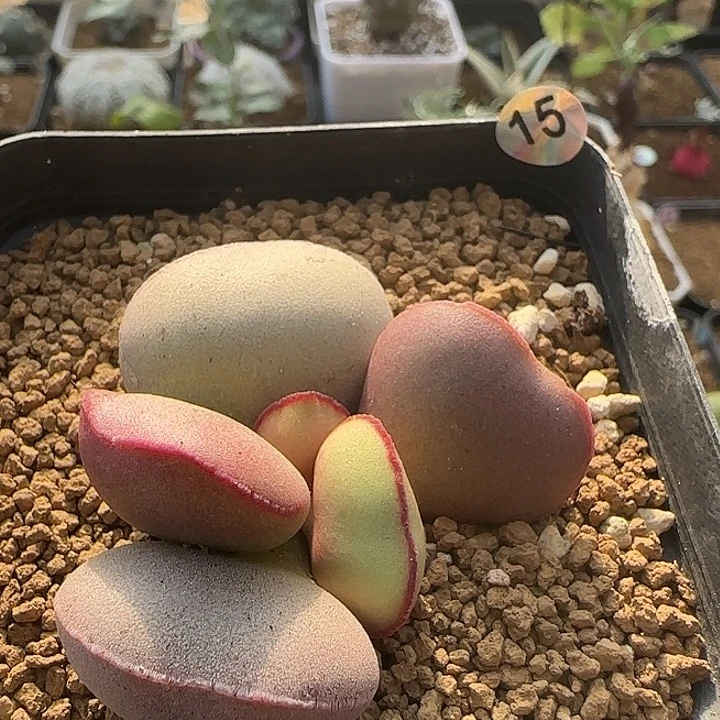 红蛋水泡带盆包邮