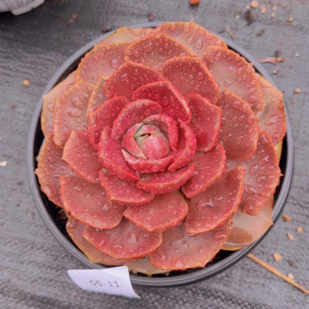 等***你05-11野玫瑰