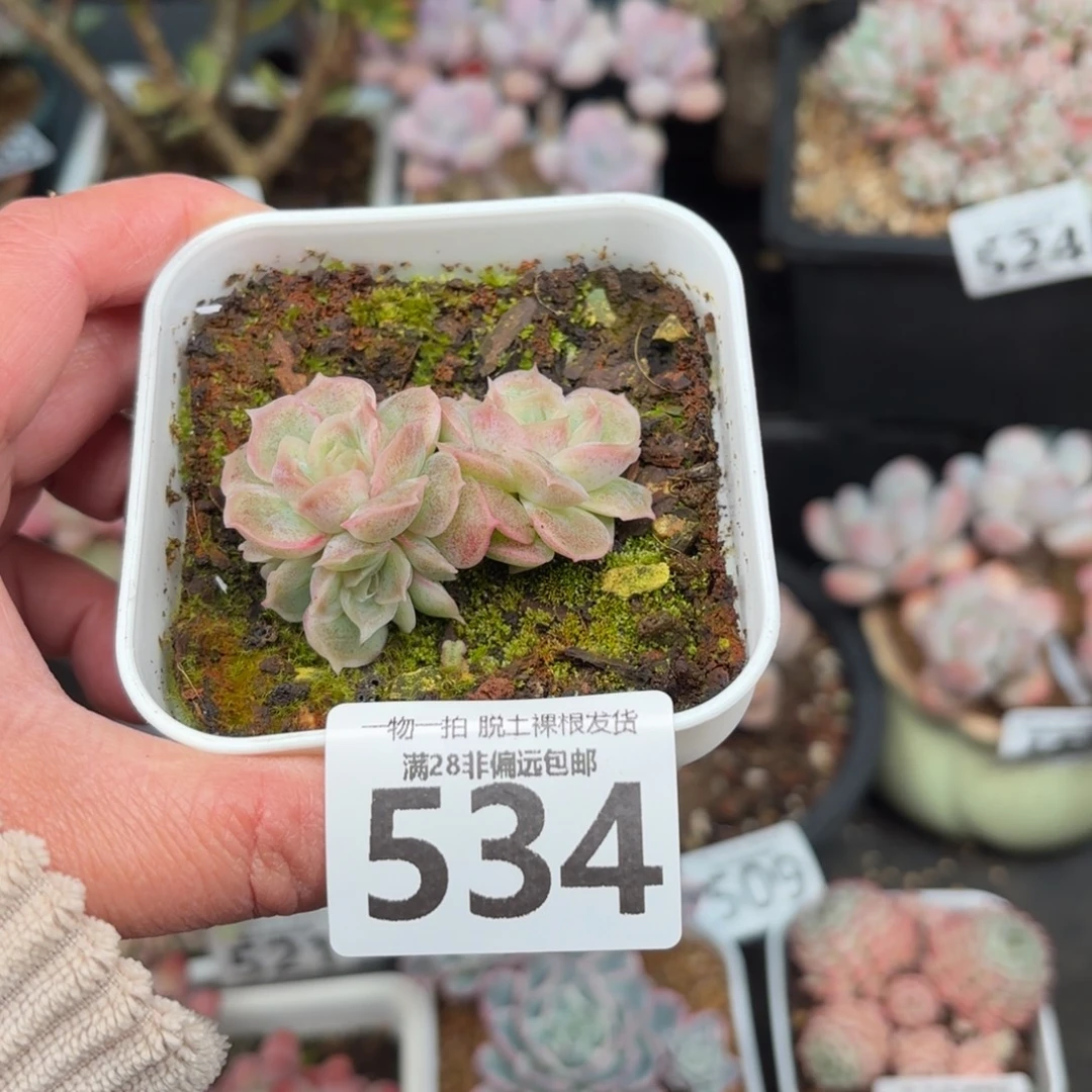 虾饺三头无盆土发货