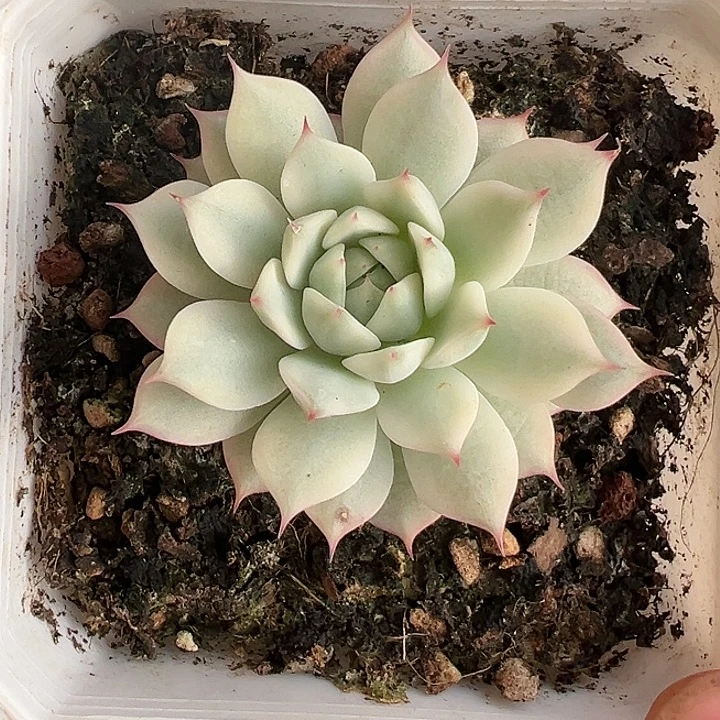 Tp锦多肉植物白白