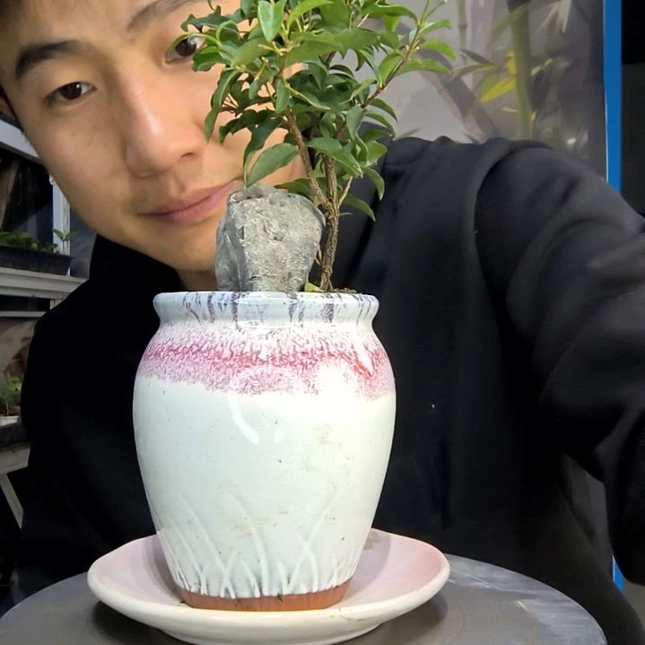 D****仔中青园艺一物一拍220