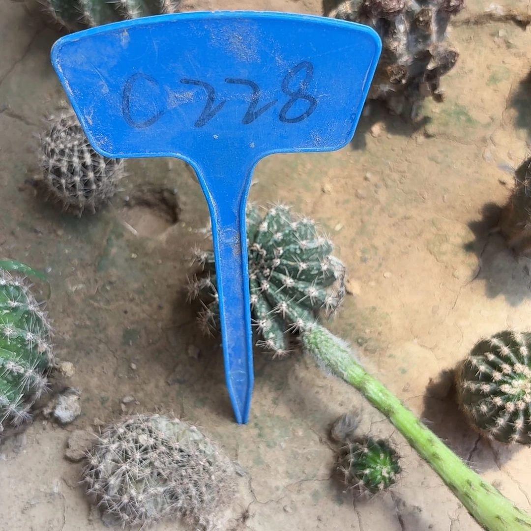 麦***青C228,混色一颗瑕疵歪头