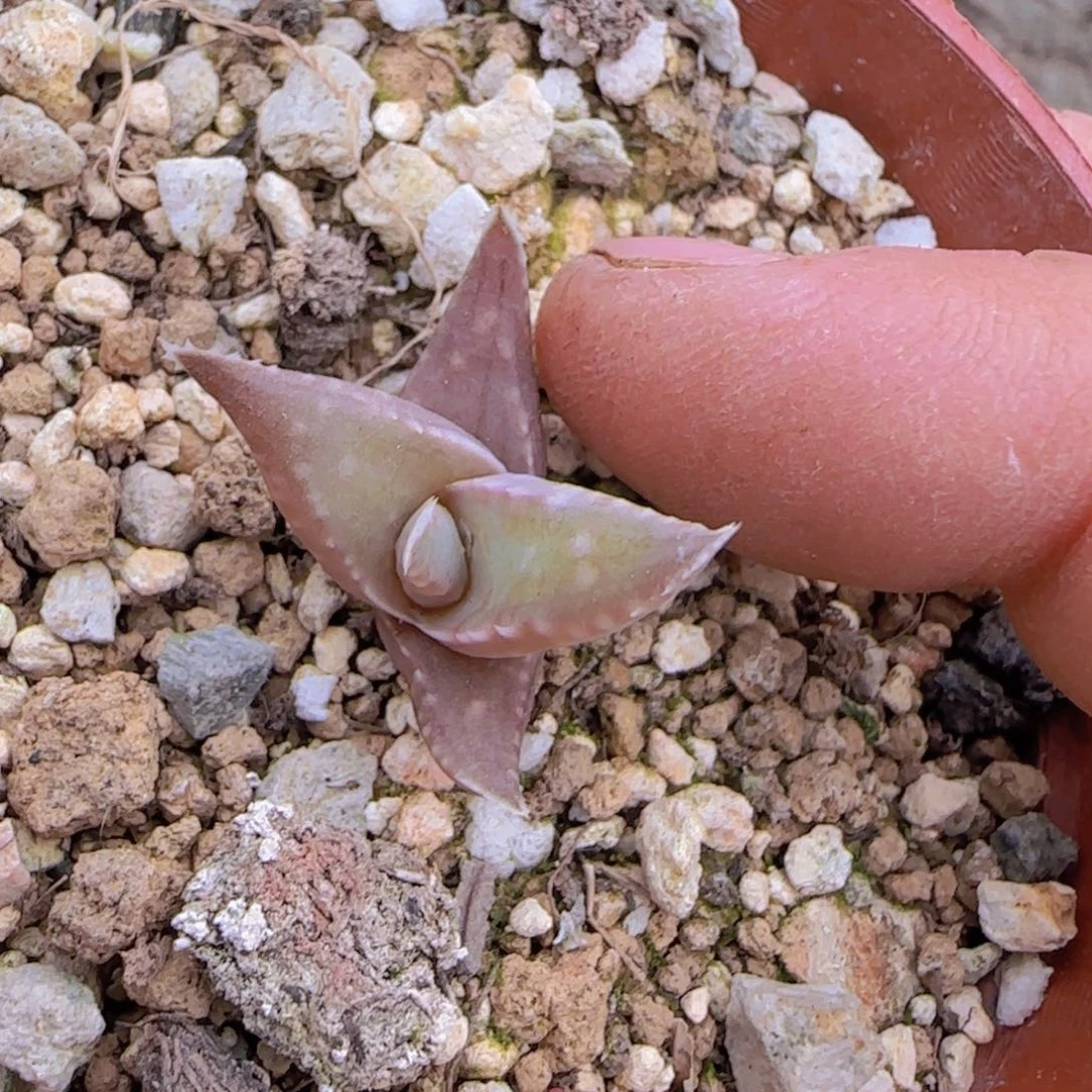 人**测块根植物块根植物块根植物