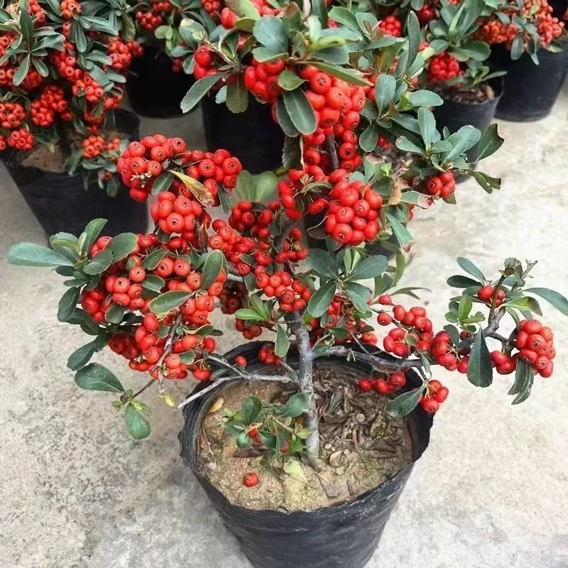 【吉祥如意】火棘吉祥果耐寒耐热易养室内外矮化小盆景绿植A61