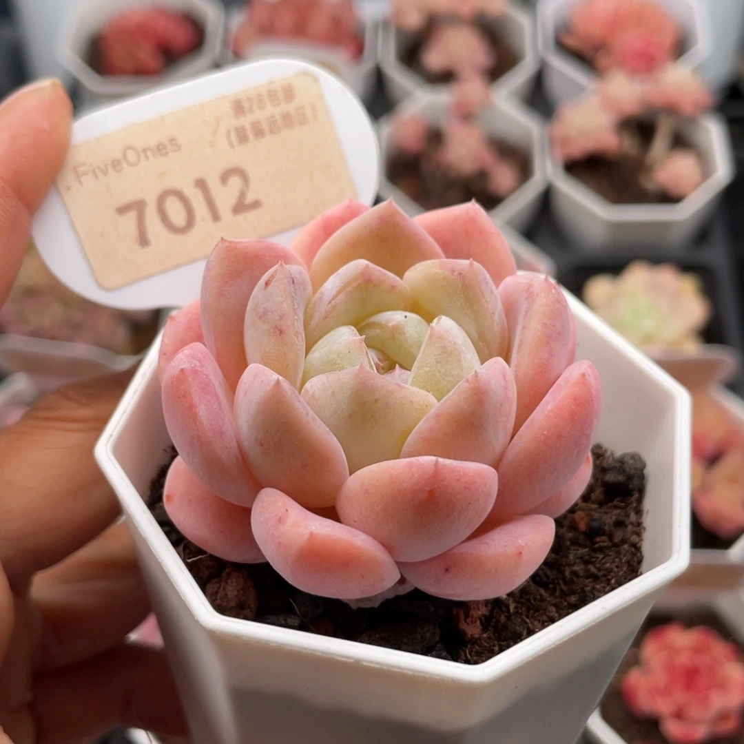 和田玉7012-5.5厘米