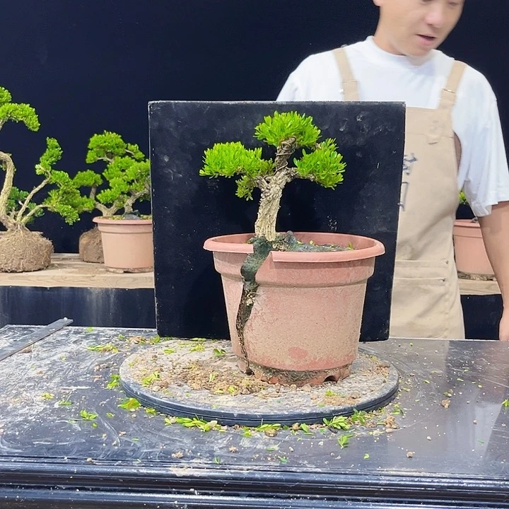 无花朵黄杨盆景四季常青