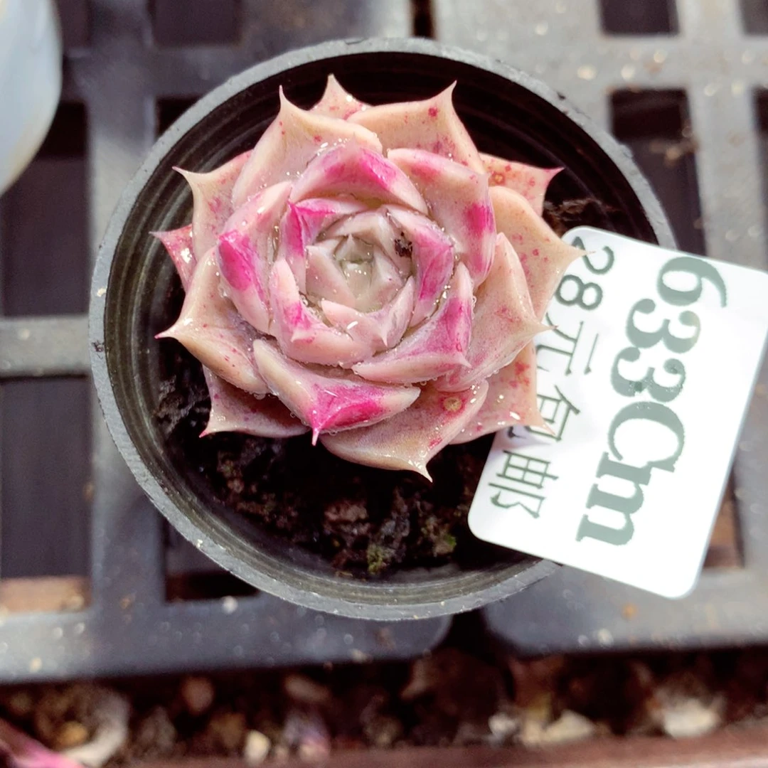 5厘米盆精控多肉633