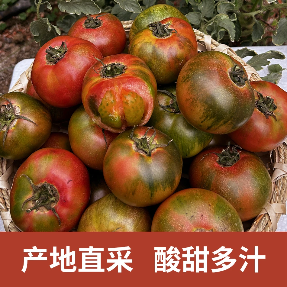 正宗铁皮柿子可生吃酸甜可口应季多汁水果