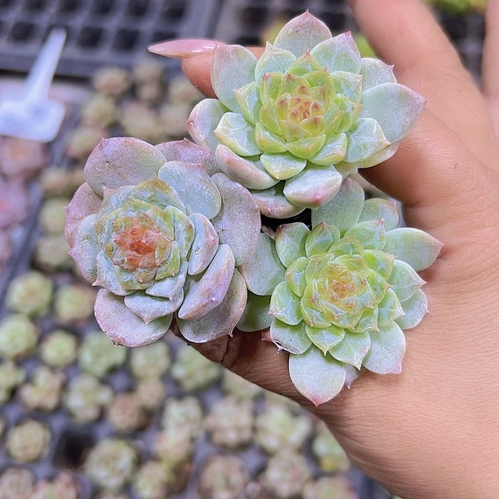 溏心苗3个19包邮多肉植物