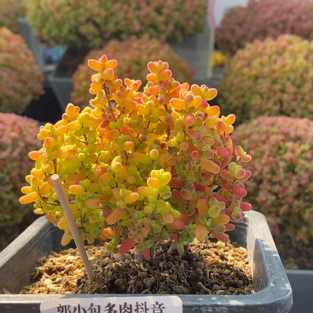 实生橘子糖4242枝干番杏