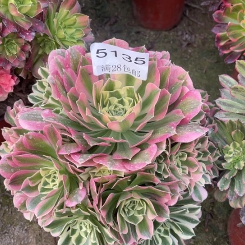 白凤多肉多肉5135