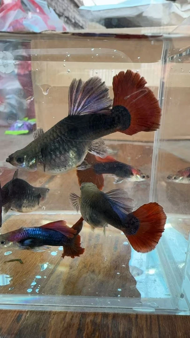 折扇孔雀鱼带孕肚4-5公分观赏鱼热带鱼