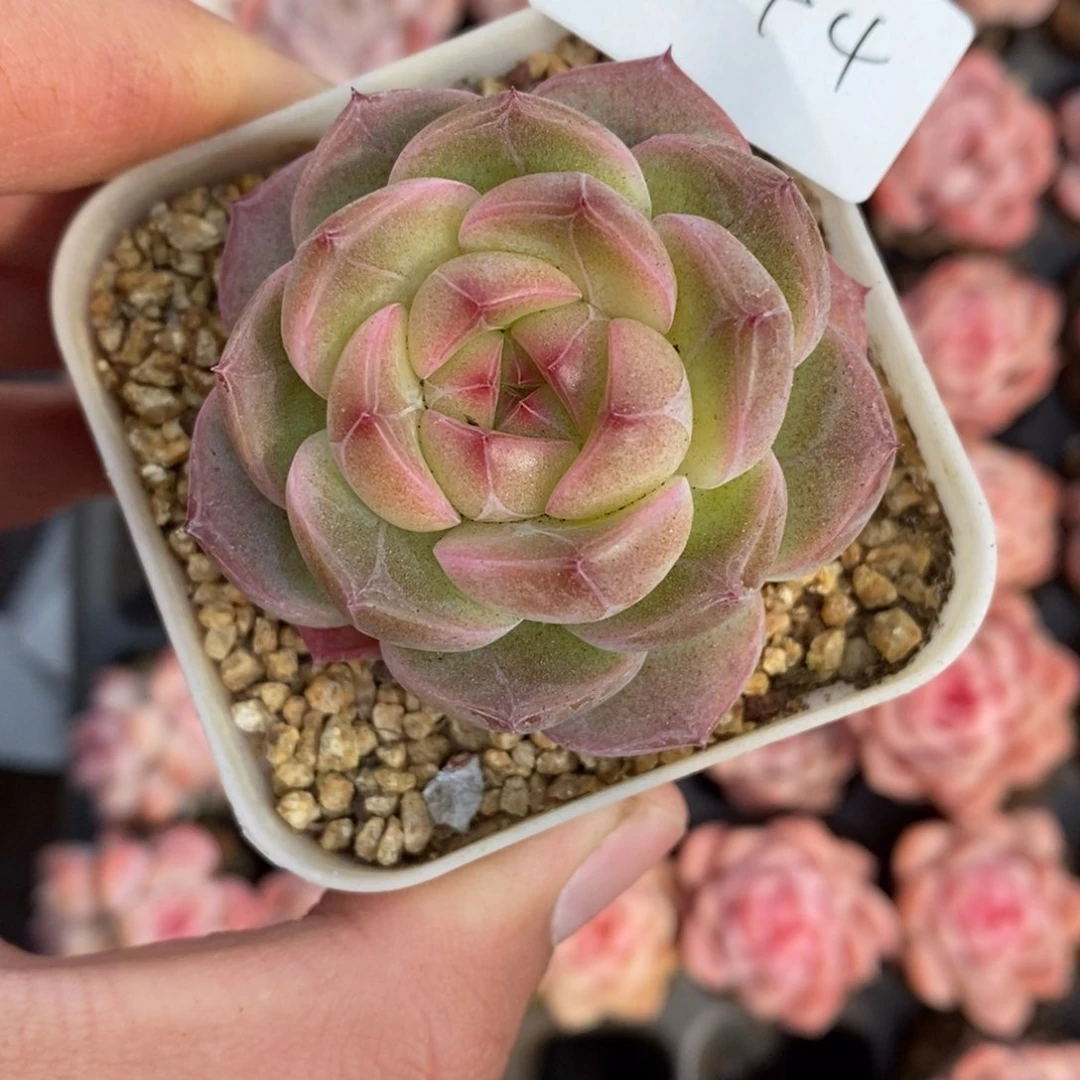 春泥家框拍链接U44