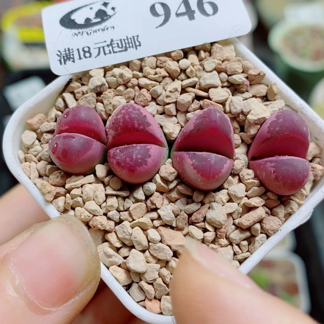 生石花花花花花花花花花花花花花花946