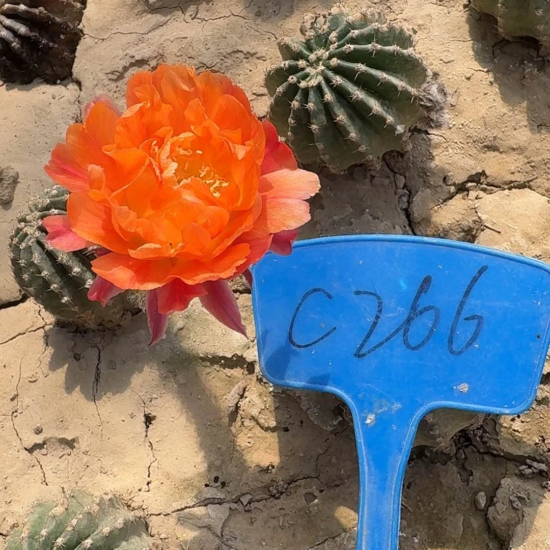 C266,奇迹瑕疵歪头4cm