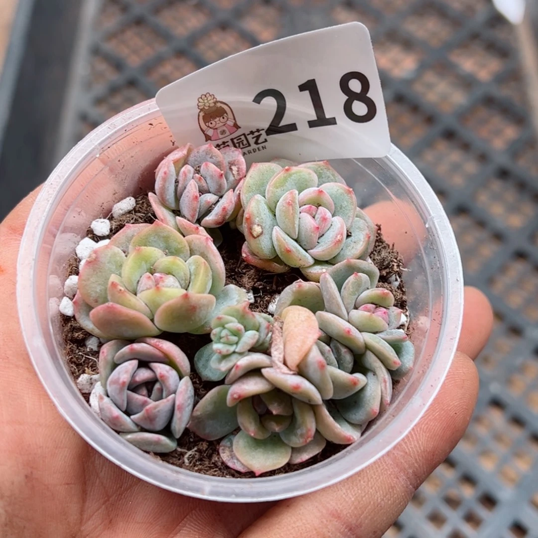 多肉植物多肉植物