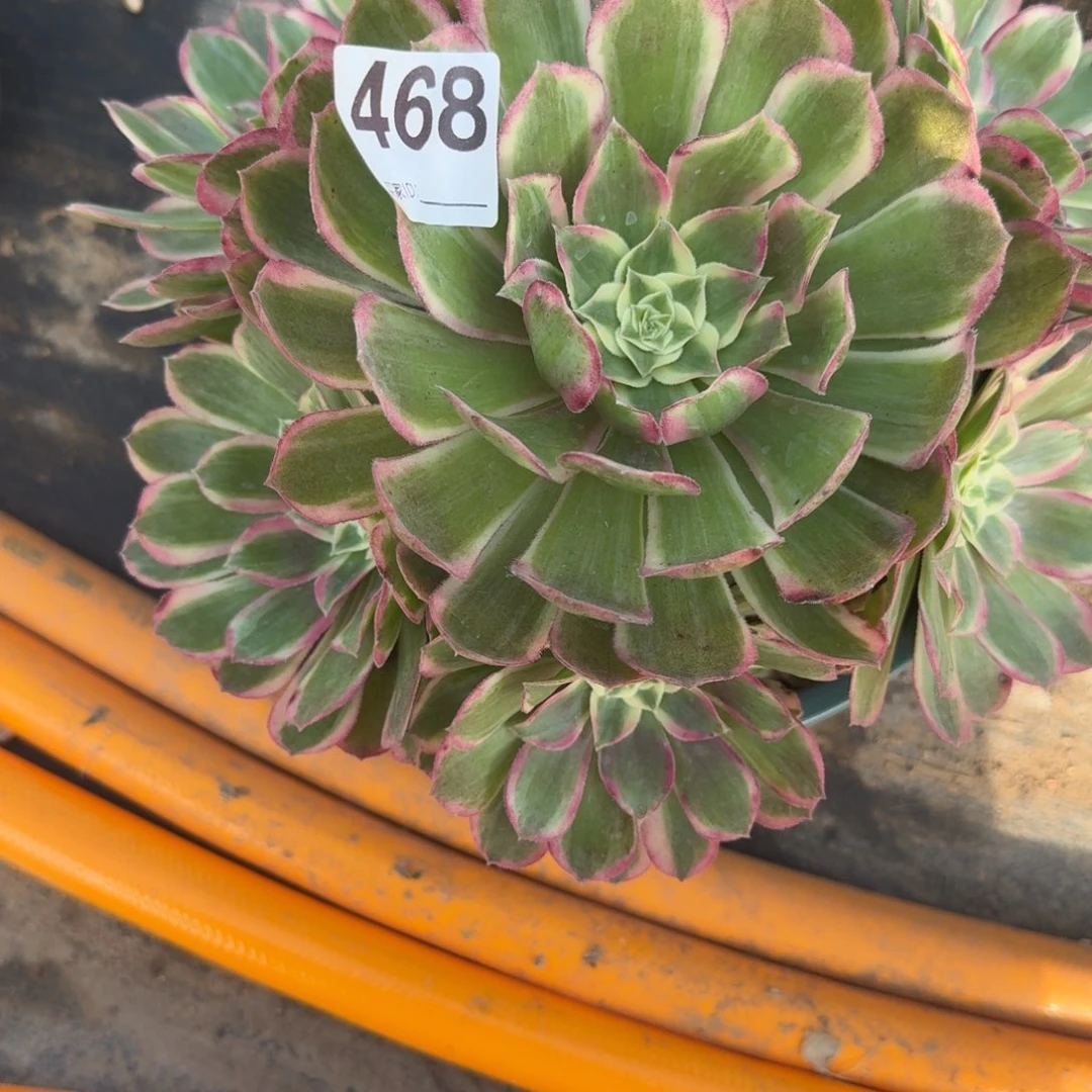 半糖多肉植物老庄468