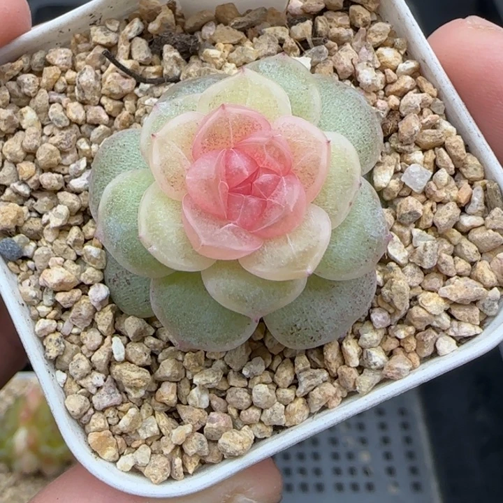 704号仙音风花雪月