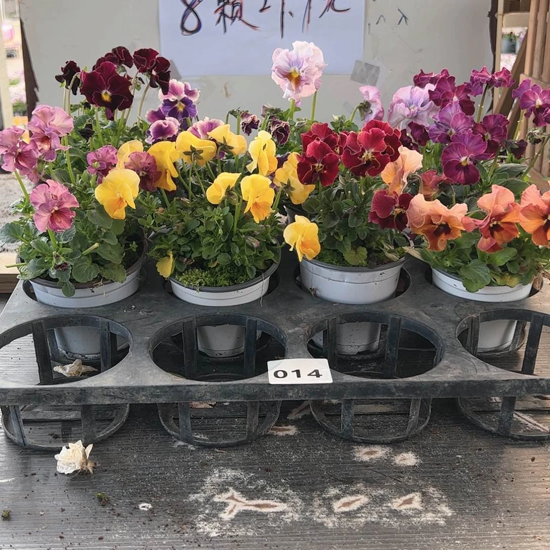 【闪购商品】014号