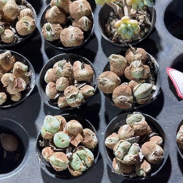 玉锥一颗带盆土发