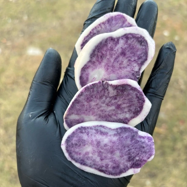 【花青素土豆2025】贵州高山乌洋芋六盘水紫皮土豆钻心乌乌洋芋