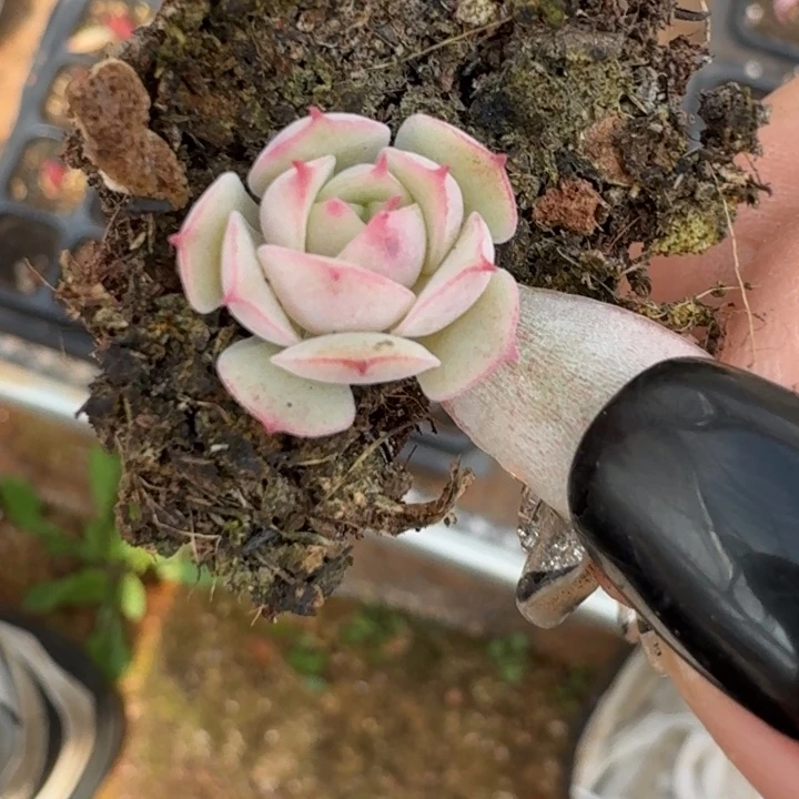 福利苯巴蒂斯一物一拍 431