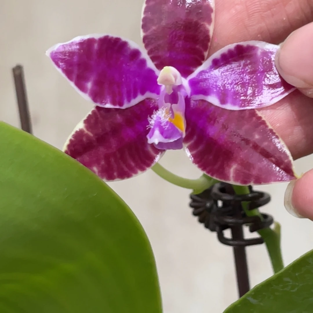 完全开放SWR红路德-1456