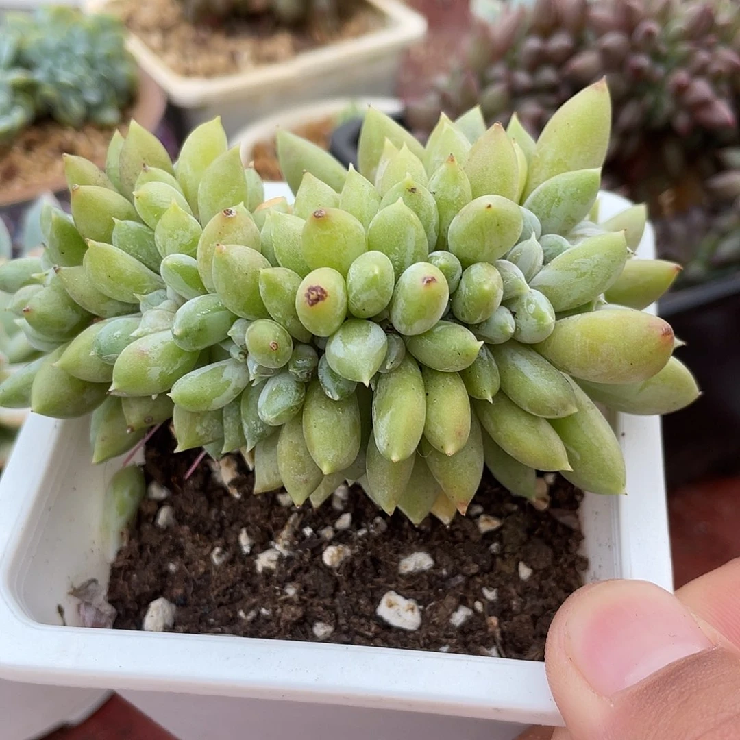 哥特缀化386555564965