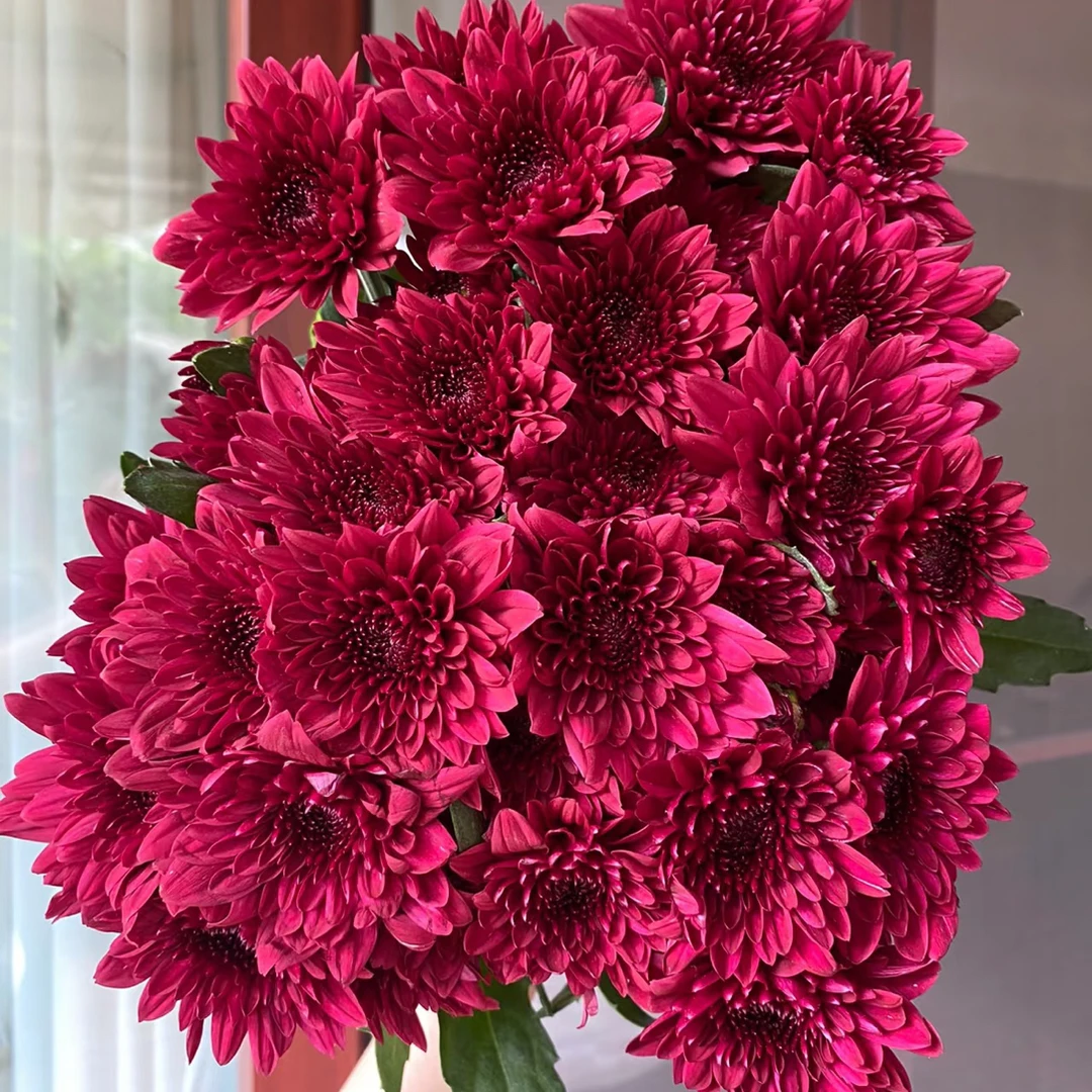 红丹特小菊两单顺丰冷链包邮