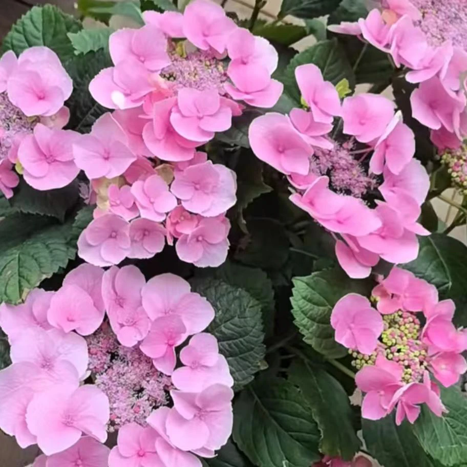 你我的回忆 五加仑露天绣球老桩可盆栽地栽