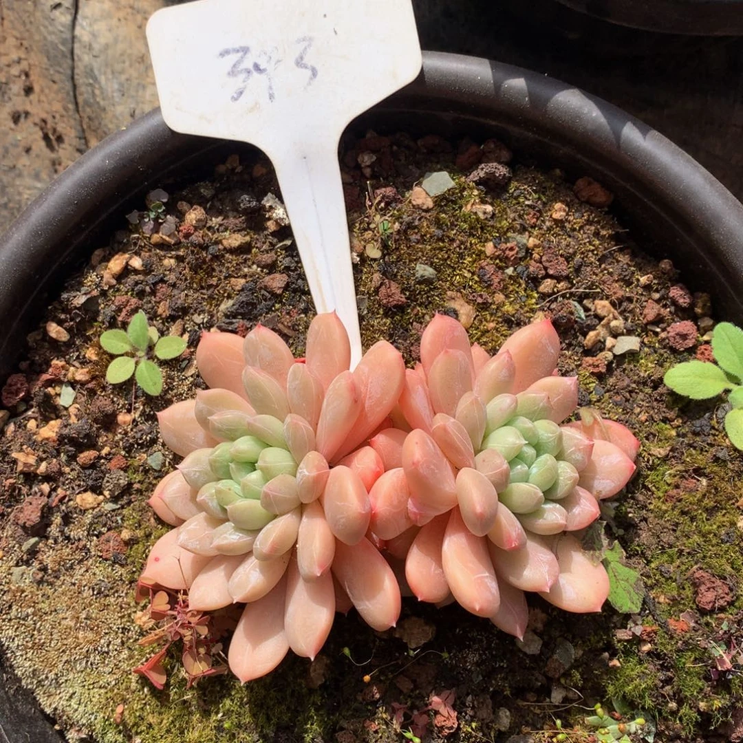 百达翡翠727272727272