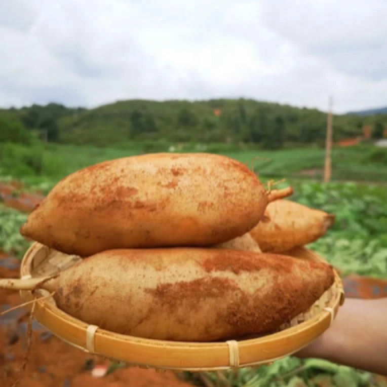 【同城配送】清甜多汁 雪莲果 1箱 5斤左右装