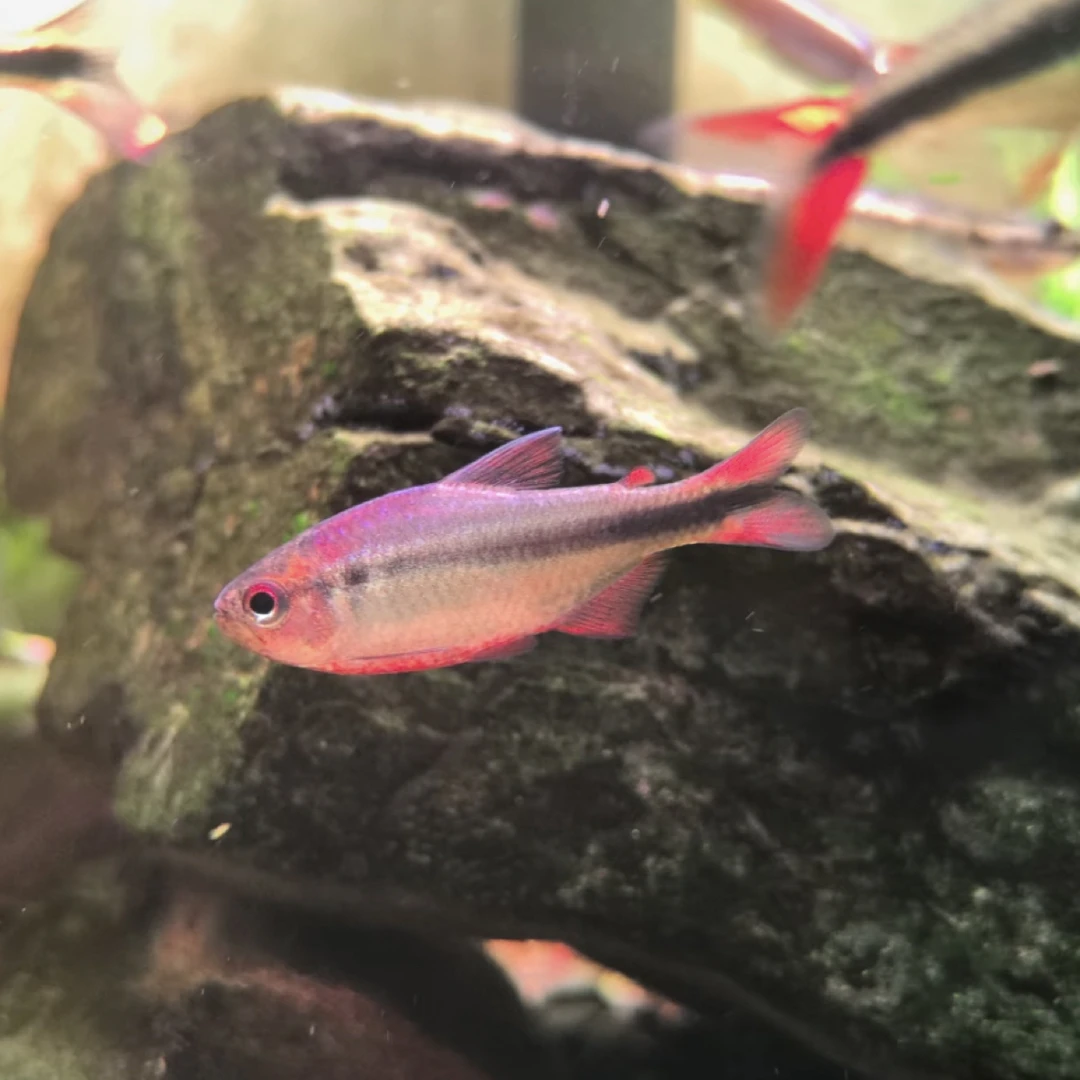 中高端小型热带观赏鱼·紫罗兰魔鬼灯·1.5-2cm·无开箱不售后❗️