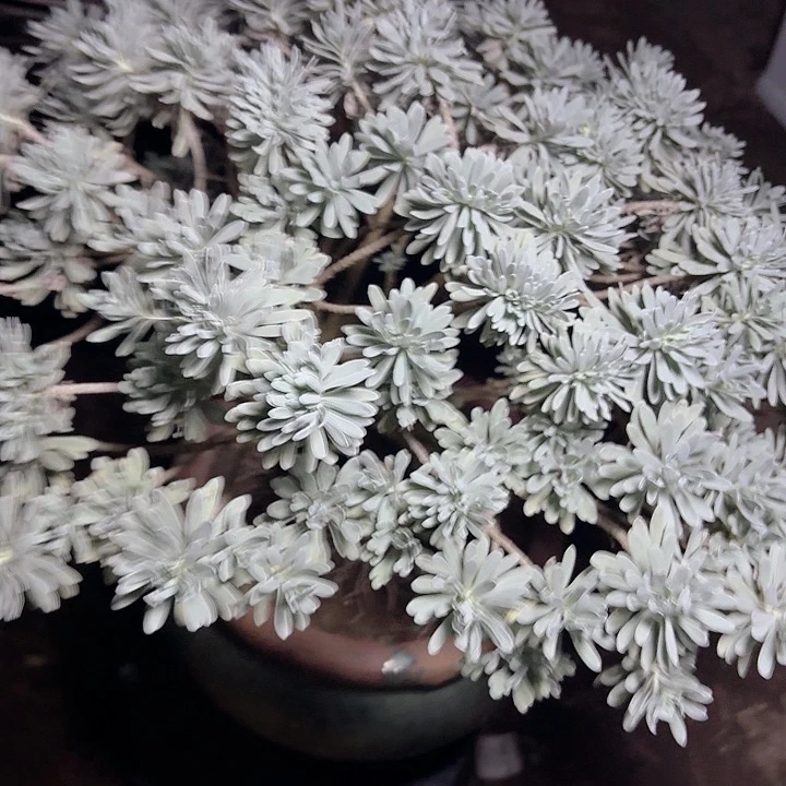 赤***红带土球哈哈哈哈哈哈