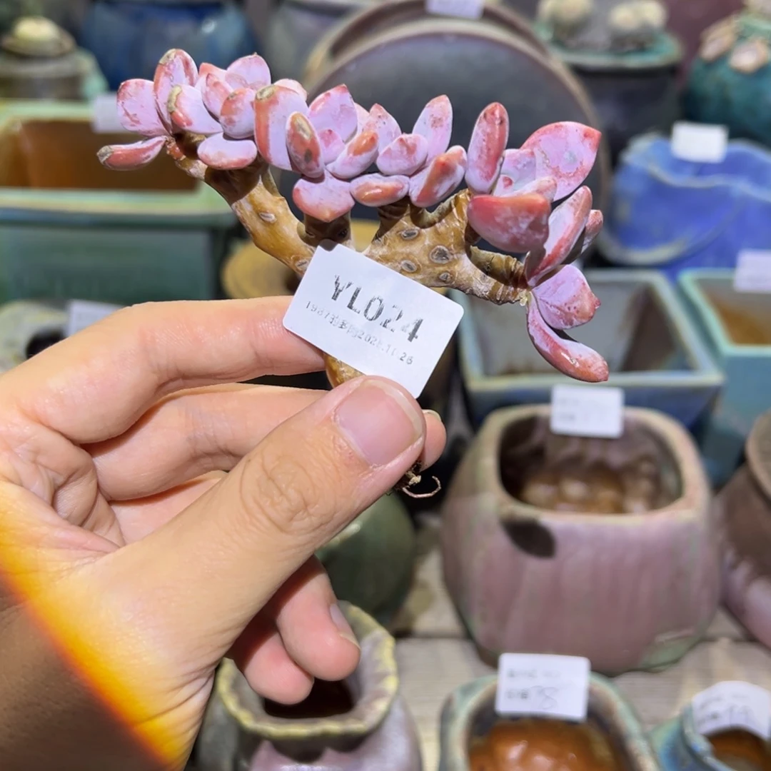 ****⁸1987花盆YL024盆盆盆盆