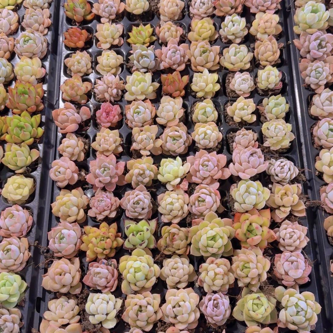 直播福利一物一拍多肉25