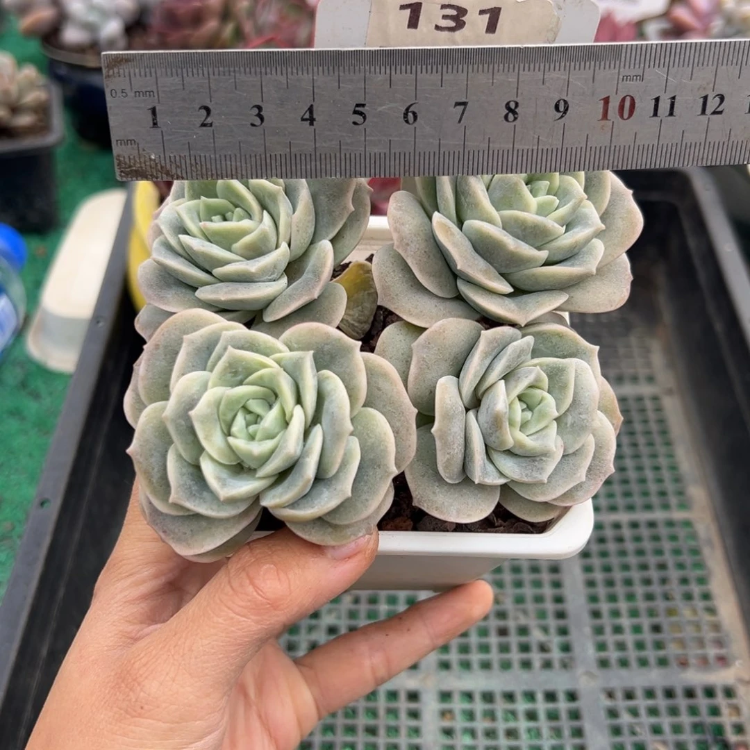 表妹精品多肉植物131.