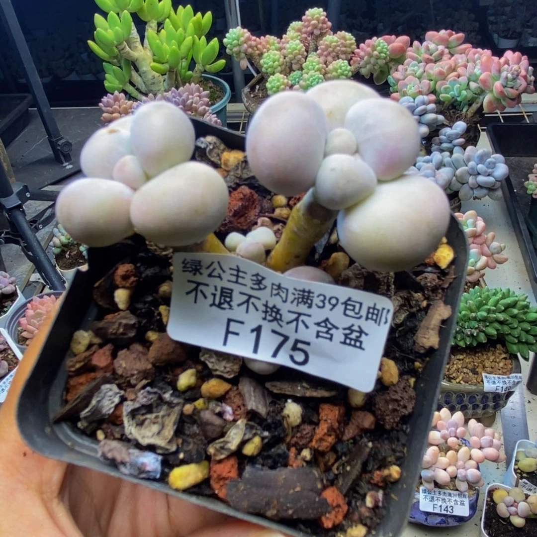 175橙奶多肉肉5c m