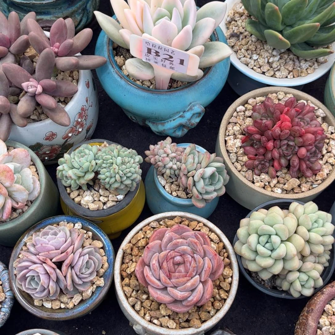 小*多肉植物1111111