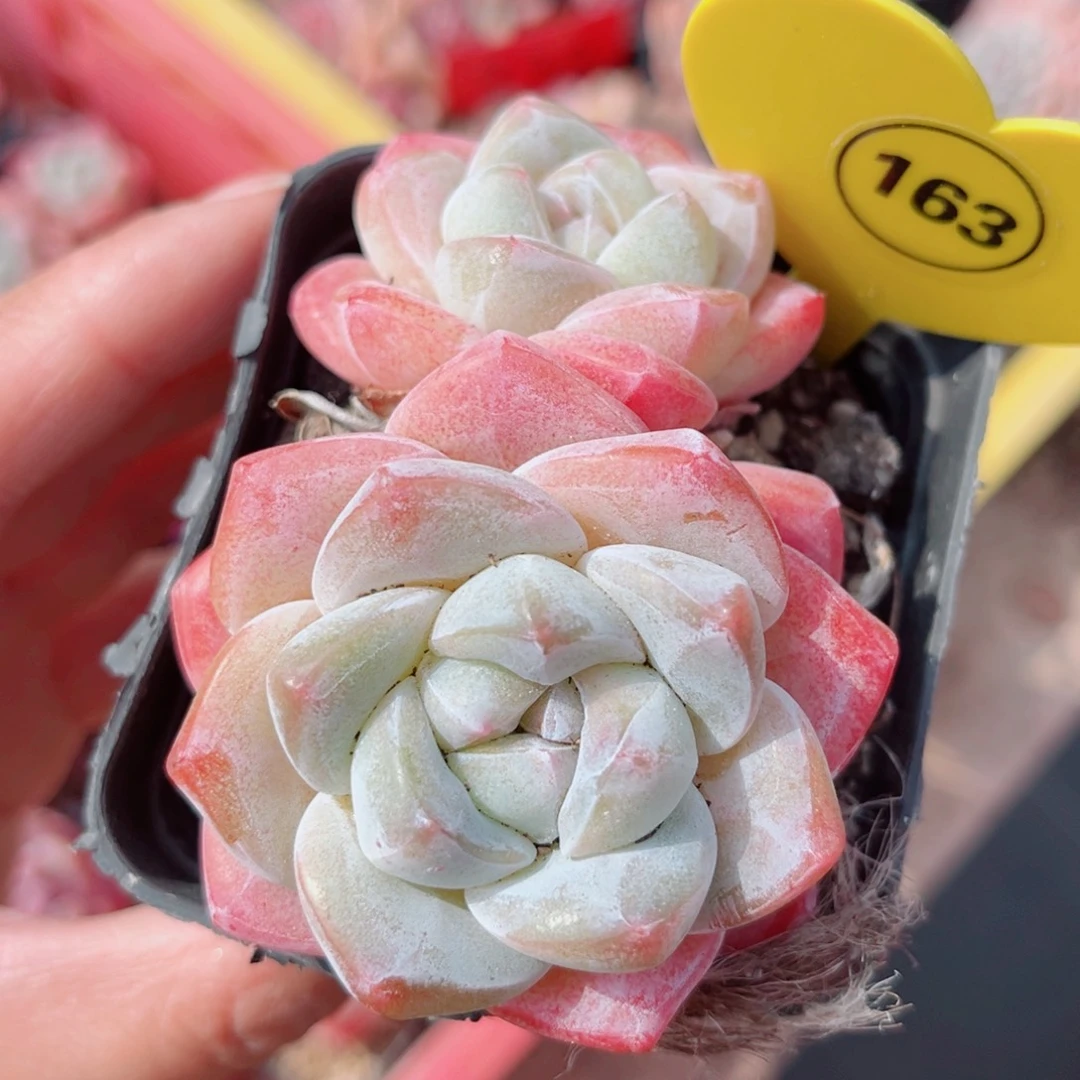 163号小老桩冰玉双头