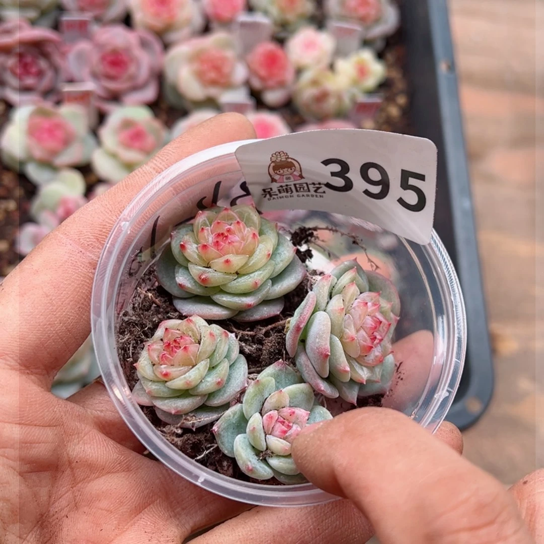 多肉植物多肉植物