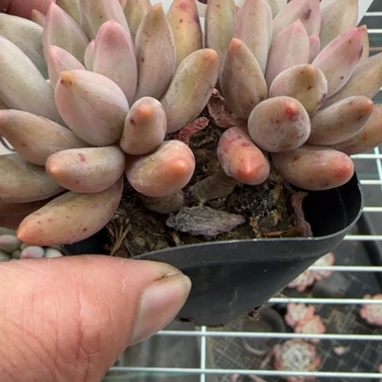 13红蜻蜓一物一拍多肉