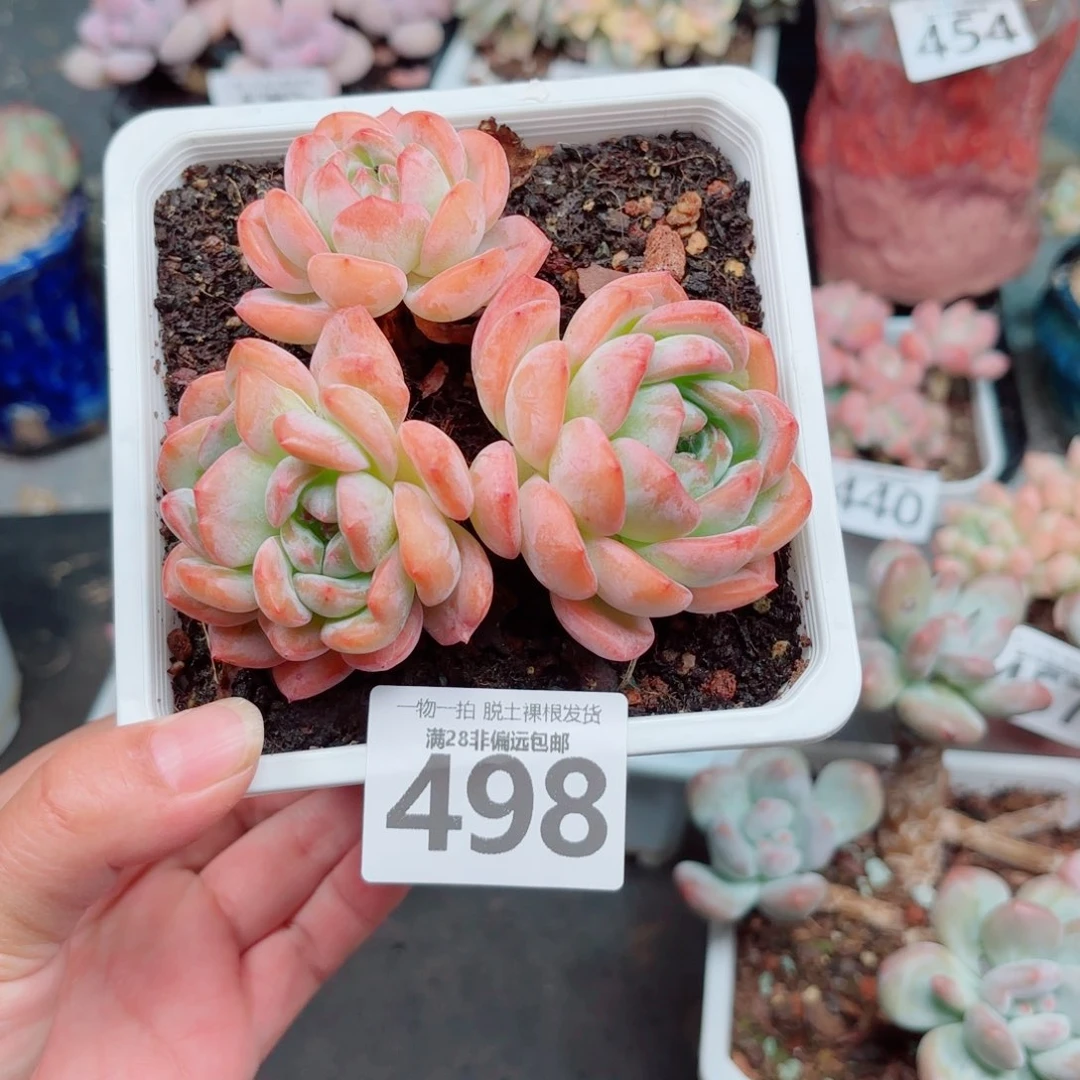 全明星老桩多肉多肉