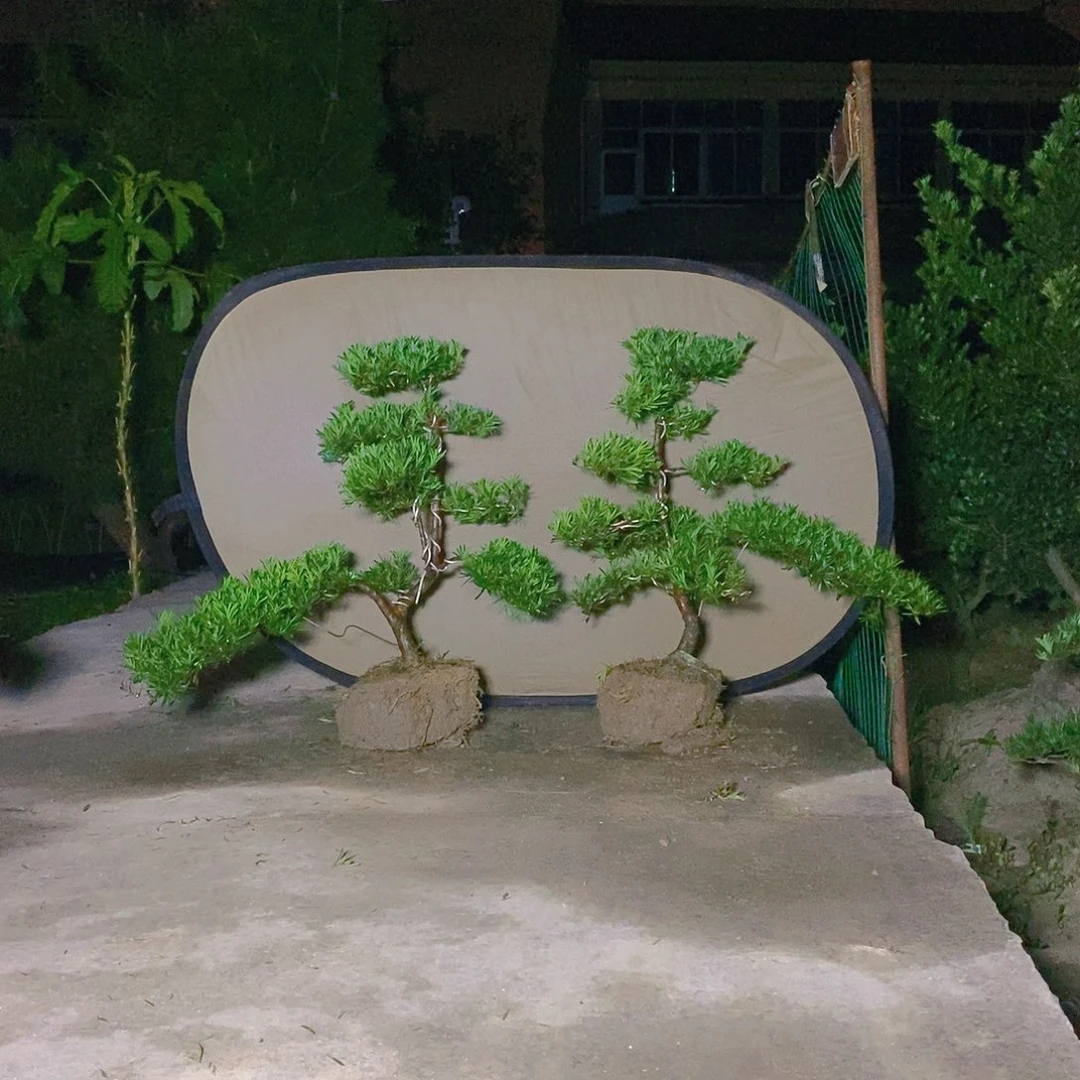 m*3420/2小叶雀舌罗汉松