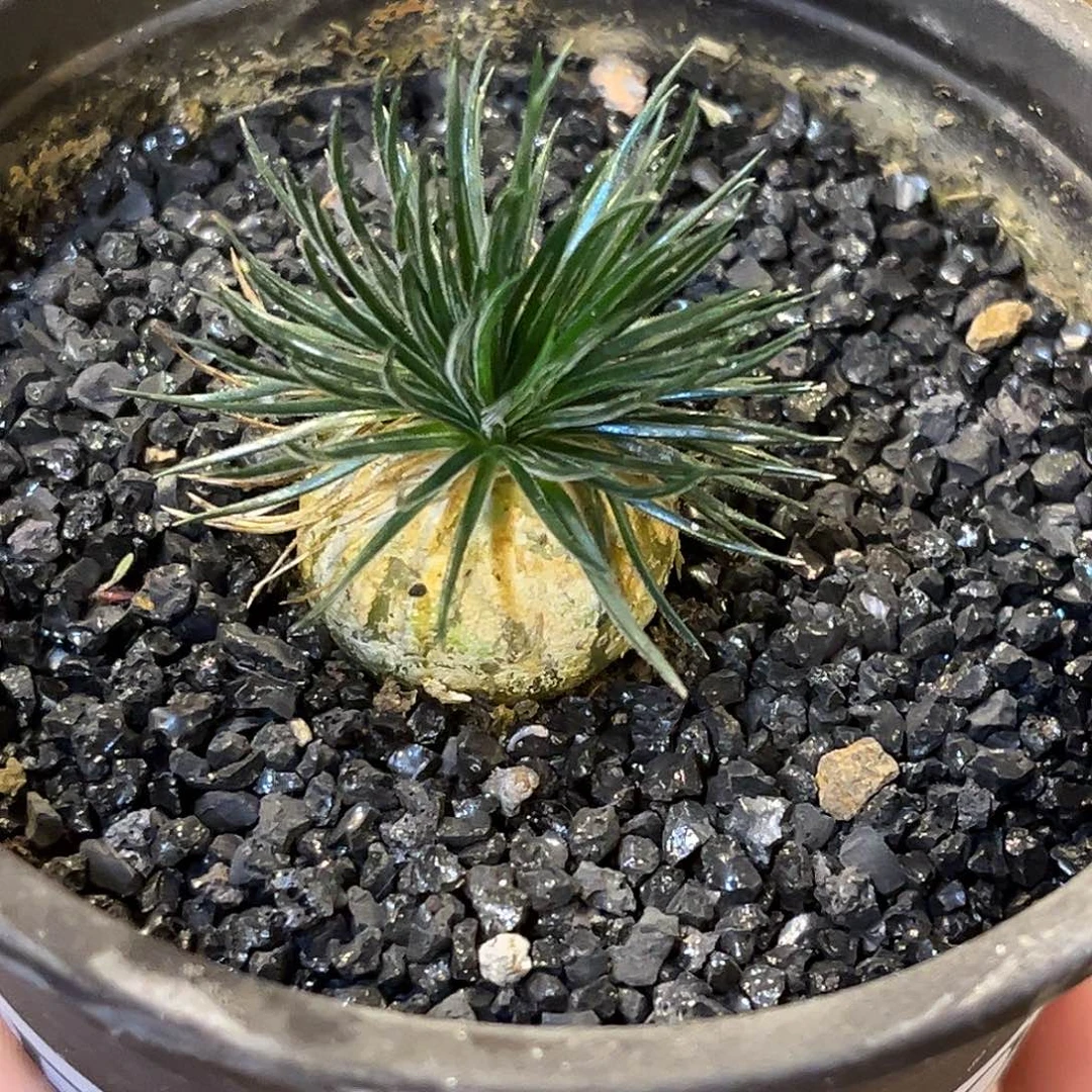 优选矮胖海葱，福利