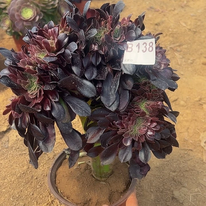 欧缀多肉植物138