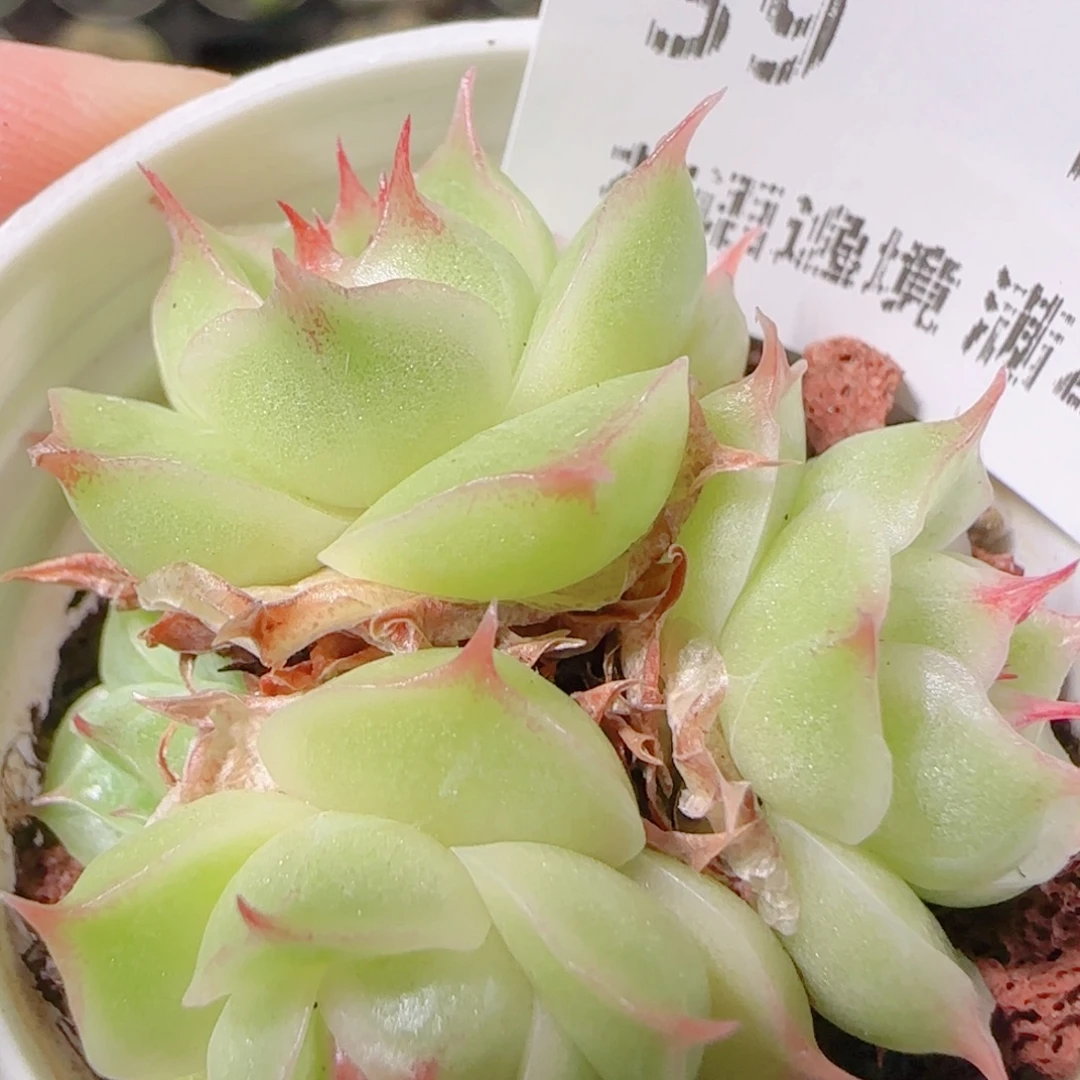 花语逸镜1109-39散