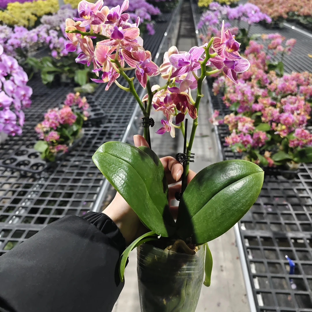 【金边玲珑】蝴蝶兰 金红系经典花卉 好看耐养